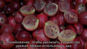 Крыжовник Консул