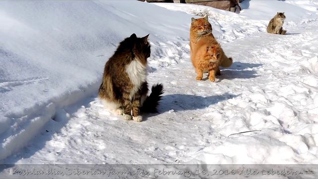 Koshlandia, 9 Siberian farm cats Iriska Вася и Ириска February 16, 2016 смотреть онлайн