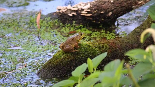 2 Hours of Frog Sounds ? Insects, Crickets and Wind Ambience for Focus and Relax смотреть онлайн
