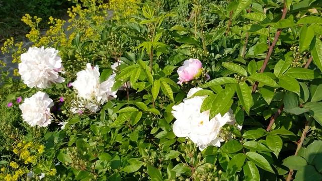 Обзор сада 09.06.2019: розы, пионы, клематисы. смотреть онлайн