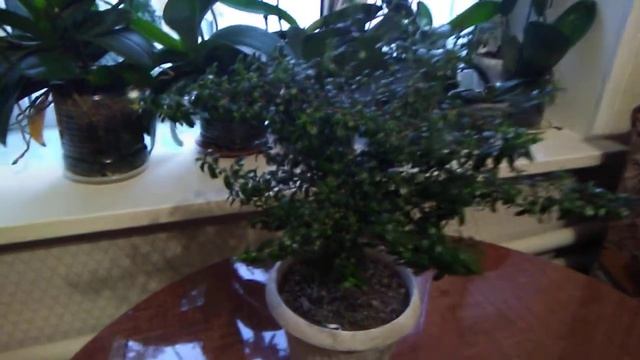 Мирт..мой простой уход.. смотреть онлайн