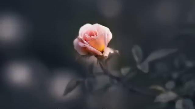 Прекрасная жизнь. Поёт Колин Вирнкоумб.