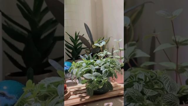 Nerve Plant I Fittonia albiveni I 白網紋草 I time lapse смотреть онлайн