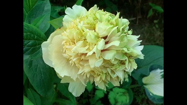 Энциклопедия Пионов смотреть онлайн