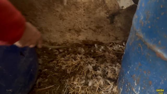 KANGALLAR TV PROGRAMINDA / ÇOK DEĞERLİ GÜVERCİNLER GELDİ / ÖRDEKLER KAYBOLDU / TÜM KUŞLARI SALDIK смотреть онлайн