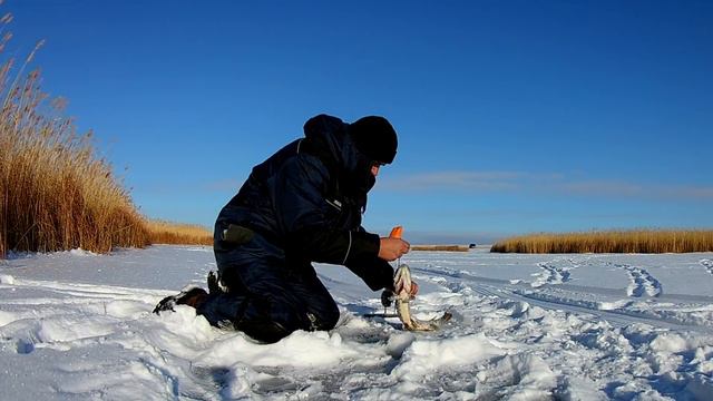 В надежде на щуку и окуня. Река Хобда. Рыбалка в Актобе, Казахстан. смотреть онлайн