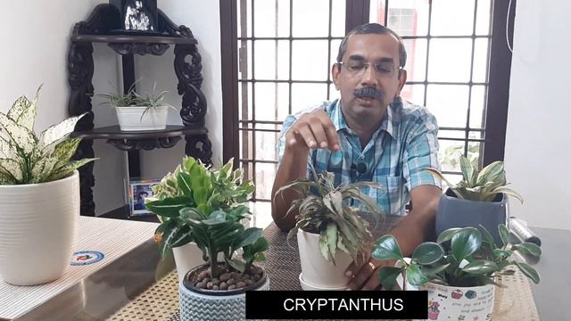 Indoor plants part -I смотреть онлайн