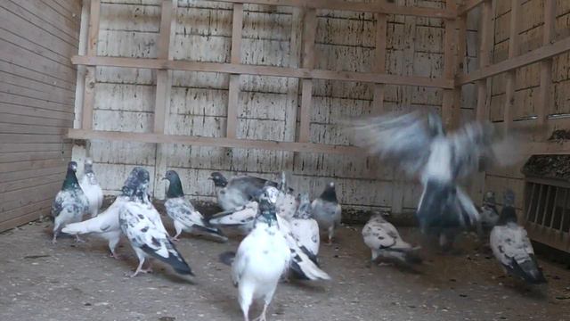 pakistanische hochflieger Deutschlands пакистанские голуби whats app+491703898580 смотреть онлайн