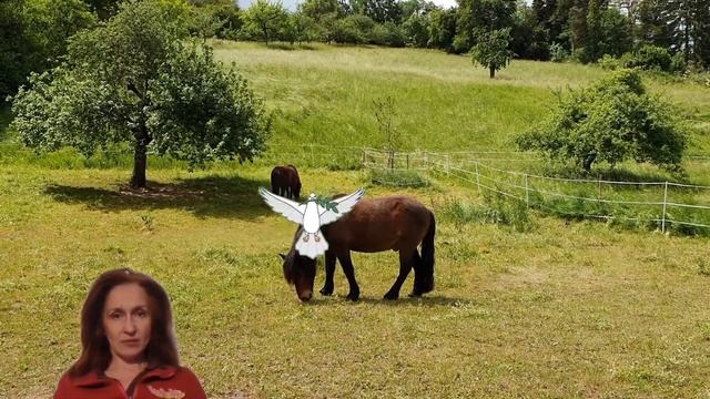 Как сделать видео на зелёном фоне? Зелёный фон. Голубь летает. смотреть онлайн