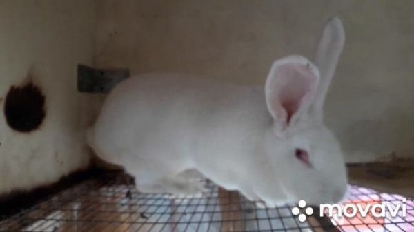 Кролики. Окрол крольчихи Белый Великан. Крольчиха родила крольчат, что делать после окрола в гнезде