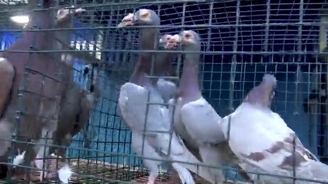 ВЕСЕННЯЯ СБОРНАЯ 2023. Птичий рынок. Москва, Белая дача, рынок "Садовод". смотреть онлайн