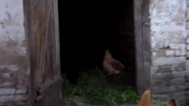 Вес вьетнамского поросёнка 5 кг. в месячном возрасте. смотреть онлайн