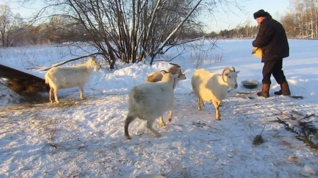 КОЗЬЯ ФЕРМА с. Красная Речка смотреть онлайн