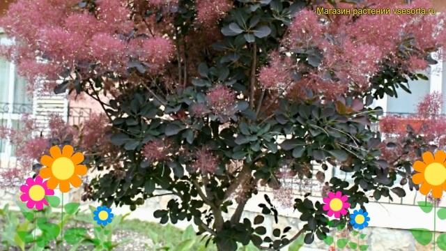 Скумпия кожевенная Грейс. Краткий обзор, описание характеристик Cotinus Coggygria Grace