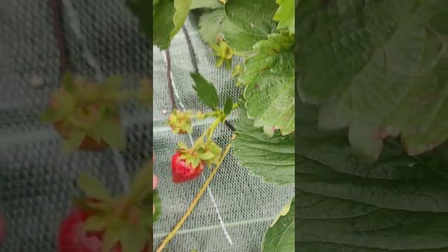 Обзор сорта клубники "Вибрант" тел. 89038367533 смотреть онлайн