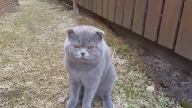 Хозяин зовёт кота по арабсаи смотреть онлайн