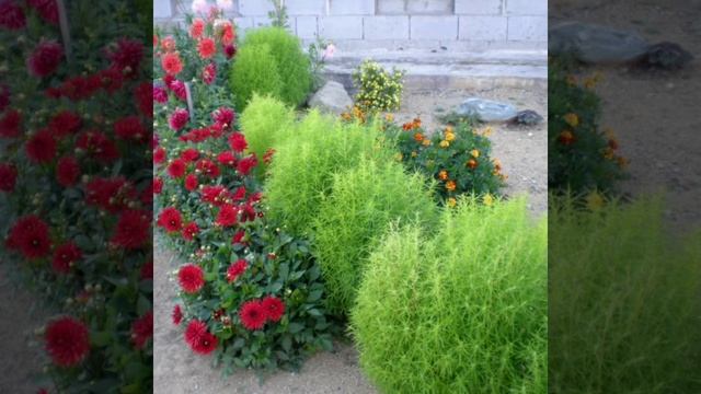 #кохия #оформлениеклумб#описание.Как я ее назову?Вы знакомы с кохией? смотреть онлайн