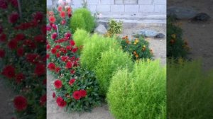 #кохия #оформлениеклумб#описание.Как я ее назову?Вы знакомы с кохией?