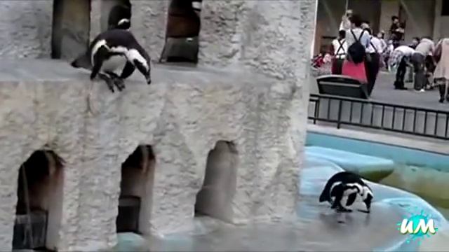 Смешные моменты из жизни пингвинов смотреть онлайн