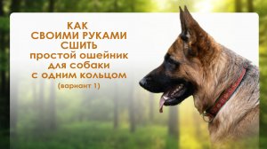 Как сшить простой ошейник для собаки.mp4