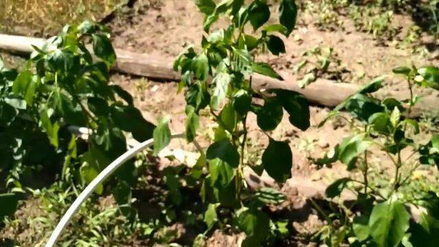 Экпериментальная грядка.Баклажаны и перец на курином помете. смотреть онлайн