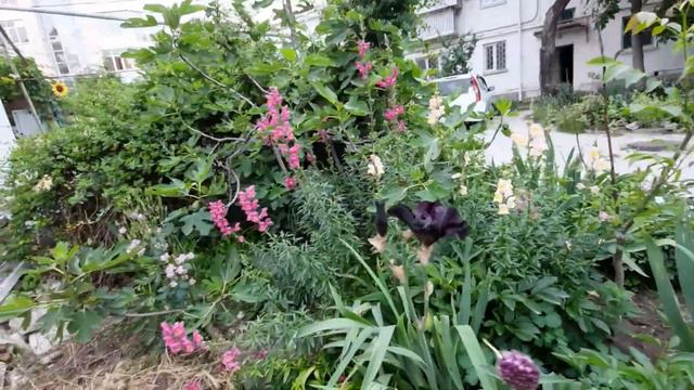 Глициния отцвела во дворике по ул.Мира,но.....