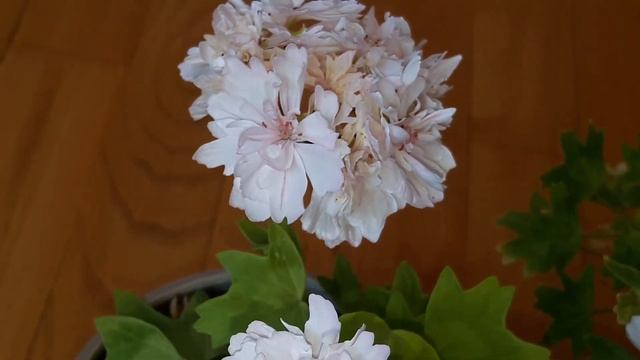 Пеларгонии мини-стеллары смотреть онлайн