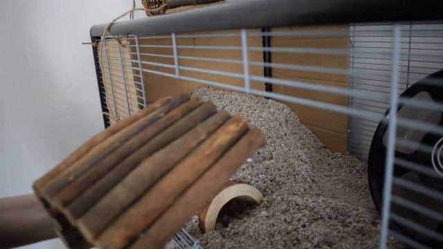 Setting Up The Savic Plaza Hamster Cage смотреть онлайн