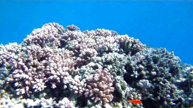 Sunwing Waterworld Makadi 5*. Рыпки, риф