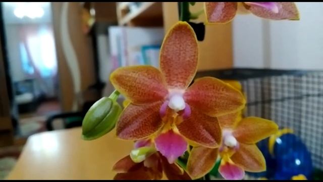 Обзор первого цветения phal. Sogo Red Star 07.07.2019 г. смотреть онлайн