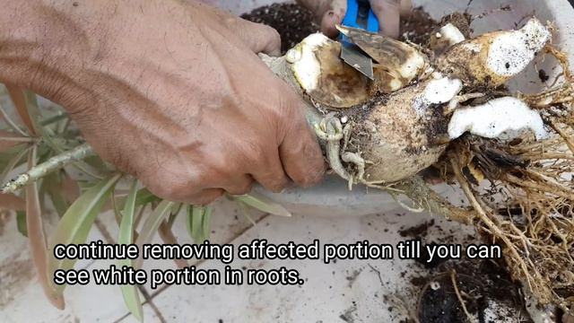 Why Adenium Die Suddenly ? Prevent Dying Your Adenium From Root Rot.