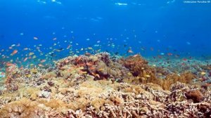 The Ocean 4K - The Amazing Creatures of the Sea - Relaxing Sleep Meditation Music