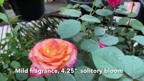 Dream Come True, Rose