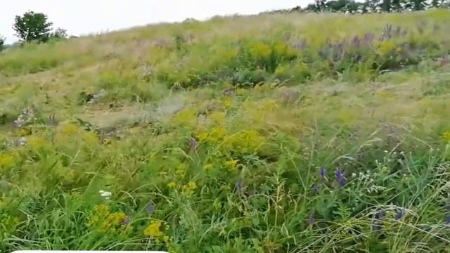 Пора сенокоса в хуторе Кочетовка смотреть онлайн