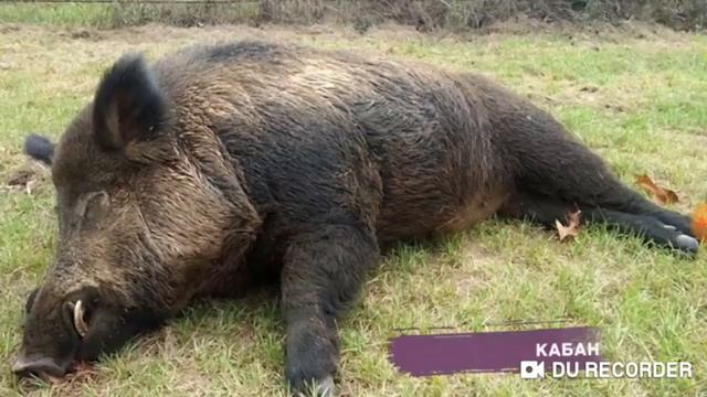 Самые большие животные в мире смотреть онлайн