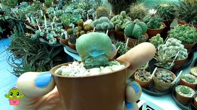 How I Treat RUST Fungus On Lophophora Cacti 'Peyote Cactus' #cactus #cacti #cactusplants