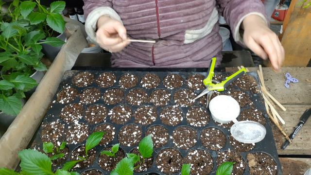 черенкование георгин смотреть онлайн