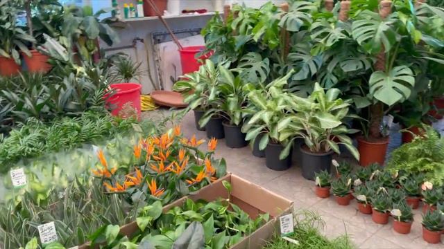 2021 Murang Imported INDOOR HOUSE Plants | Mostera and Alocasia and Many More... смотреть онлайн