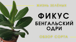 Фикус Бенгальский Одри - обзор сорта и правила ухода