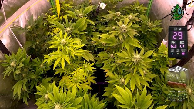 Timelapse / 5 / Ethos Cookies R2 + Pinneaple Skunk + Triple Cheese...// CTG FERONIA 600 + SEREN FR смотреть онлайн