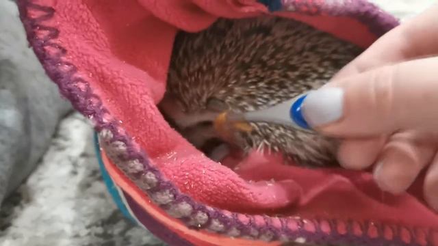 АФРИКАНСКИЙ ЕЖИК (ФЕДЯ), ЕСТ ЖИВЫХ ЧЕРВЕЙ - КОШЕЧКА ФОКСИ ЕМУ ПОМАГАЕТ смотреть онлайн