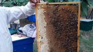 ПАСЕКА.ПЧЕЛОВОДСТВО. Работаем с двухкорпусным ульем и откачка мёда.