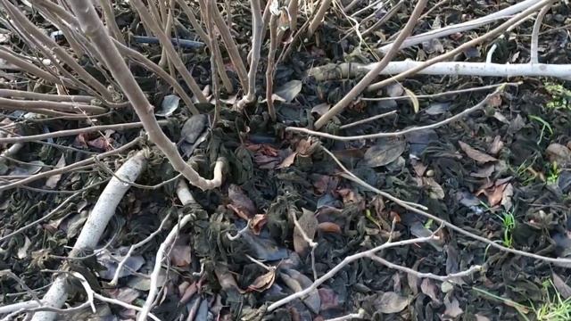 Осенняя ОБРЕЗКА ИНЖИРА смотреть онлайн