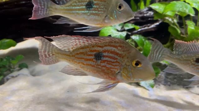 ALL OF MY AQUARIUMS & FISH | The Complete Fish Room Tour смотреть онлайн
