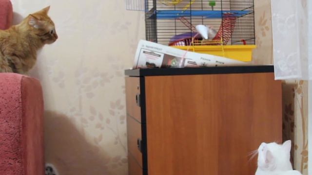 Дрессировка крысы и реакция котов смотреть онлайн