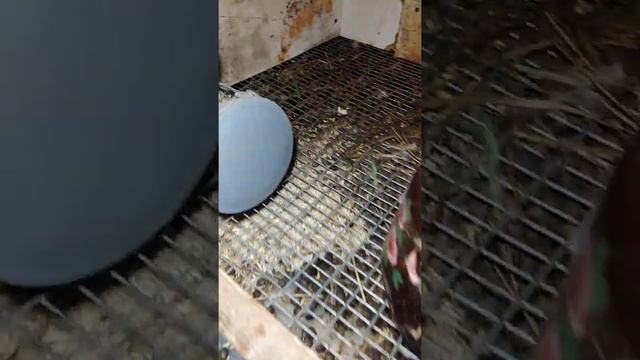 37/ Одна из трех заболела РИНИТОМ. Были хрипы и прошли. смотреть онлайн