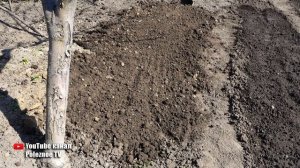 ПРАВИЛЬНАЯ ПОСАДКА ЛУКА СЕВКА ДЛЯ ПОЛУЧЕНИЯ РАННЕЙ ЗЕЛЕНИ