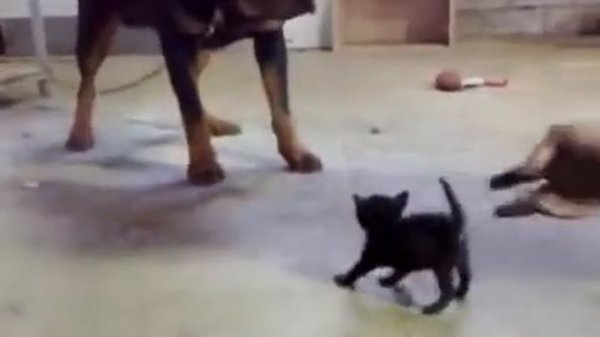 Храбрый котенок =3