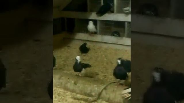 Голуби Клинцы 3