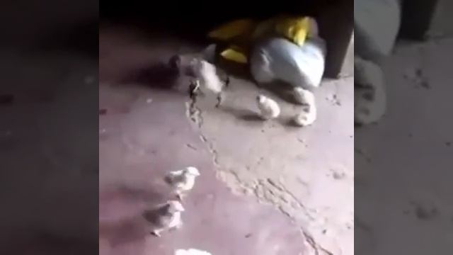 А вы видели такого цыплёнка ? ? Встречайте Цыплёнок - псих ? смотреть онлайн